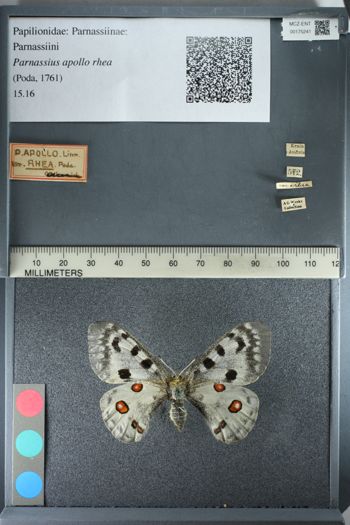 Media type: image;   Entomology 175241